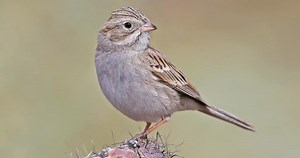 Brewer's Sparrow Sounds, All About Birds, Cornell Lab of Ornithology