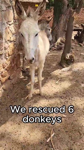 2.2K views · 63 reactions | WET NOSE RESCUE: 13 Equines on Death's...