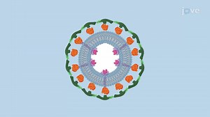 Video: Clathrin Coated Vesicles
