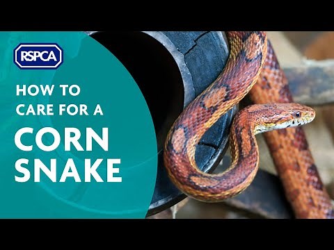 How to care for a corn snake