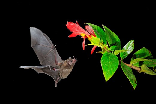 The Bats With the Widest Echolocation Ranges in the World