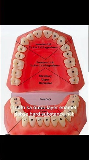 Teeth Anatomy & Physiology | Types of Teeth Explained | #Teeth #Anatomy #Shorts