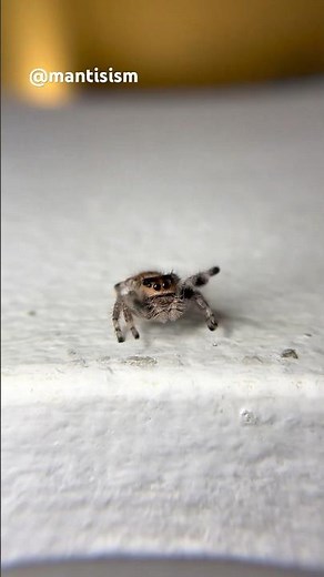 Cutest jumping spider jumps on the camera