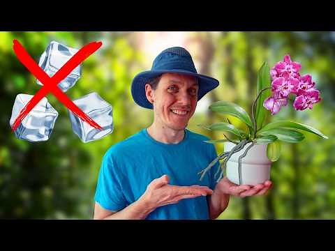 Comment entretenir une ORCHIDÉE (Phalaenopsis)