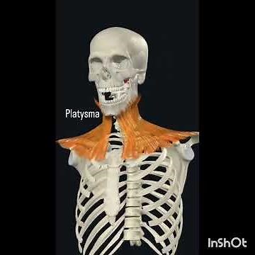 Platysma muscle Anatomy #medicalstudent