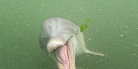 DOLPHIN FACTS: EVERYTHING YOU NEED TO KNOW
