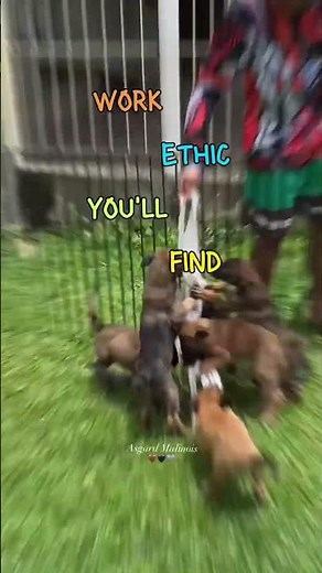 💥 The Belgian Malinois: Born to Work | Power, Loyalty & Purpose 🐕‍💼🤎🖤