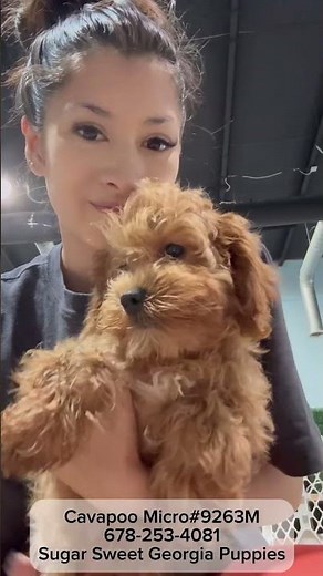 Meet Our Cavapoo Puppy #forsale