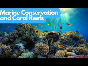 Dive into Marine Conservation: Saving Coral Reefs