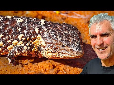 SHINGLEBACK Lizard Captive Care Tips!