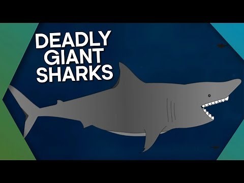 Megalodon: The Most Ferocious Giant Shark In History | BBC Earth Explore