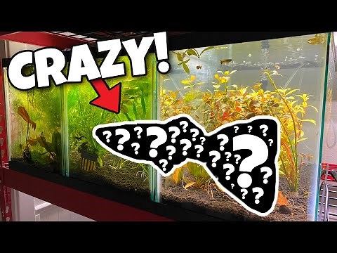 Creating New Color Guppies! (Guppy Breeding)