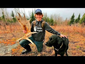 Maine Moose Shed Hunting with a Dog (and a guest)