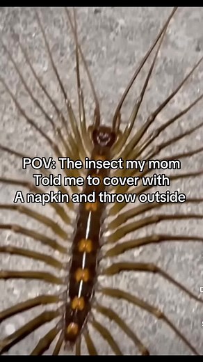 POV: Mom's Napkin vs. Demon Spider
