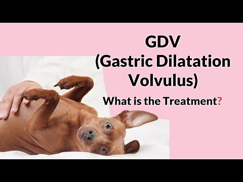 Bloat or Gastric Dilatation Volvulus in Dogs & it's Treatment!
