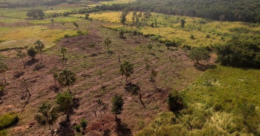 Earth currently experiencing a sixth mass extinction, according to scientists | 60 Minutes