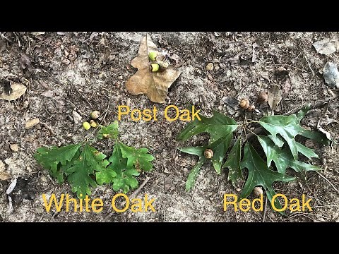 How to identify White Oak and Red Oak trees : Episode 1 - Basics of hunting