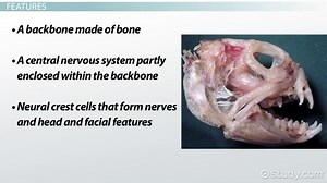 Vertebrates | Definition, Characteristics & Classifications