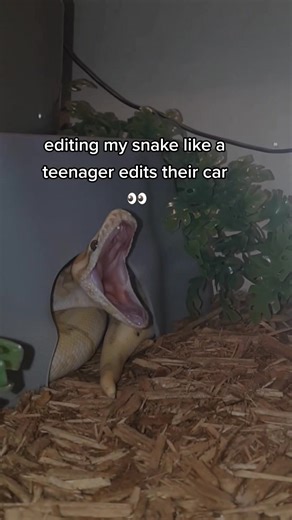 Adorable Ball Python Cuteness Compilation 🐍💕