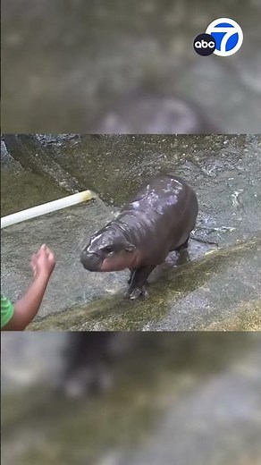 Meet Moo Deng! An adorable baby hippo