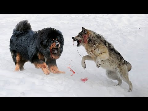 10 Dogs That Can Defeat Wolves