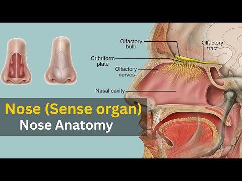 Nose anatomy and physiology, Working of nose, Nose as sense organ, Nose anatomy animation