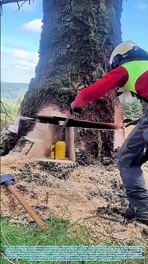 Jacking Timber: The Controlled Force Behind Precision Tree Felling