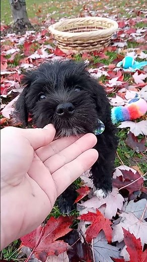 Miniature Schnauzer Puppies For Sale