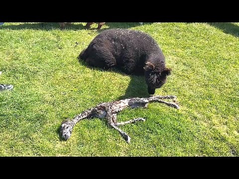 Alpaca Gives Birth to Strange Baby