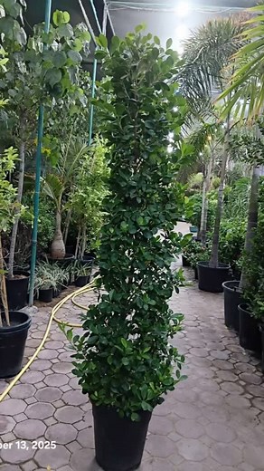 ARID VIEW Landscaping on Reels | Facebook