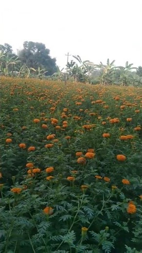 ছোটো ছোটো ফুলে ফুলে ভরে যে গেলো#shortsviral #lovesong 💗🏵️🏵️💖🌹❤️💘💔🌷🌷🌺🌺🌺♥️💖💞💕💜💜💜💗🏵️💖