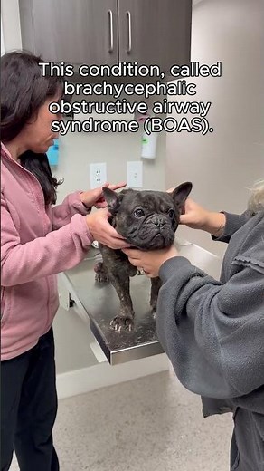 Understanding Breathing Issues in French Bulldogs: What You Need to Know