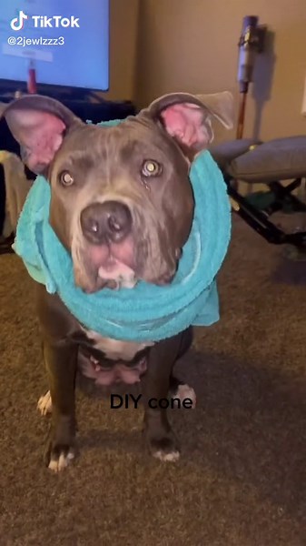 DIY Homemade Dog Cone: Easy Step-by-step Guide