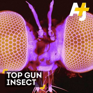 281K views · 584 reactions | This super fly is the size of a grain of rice, but it has a remarkable ability to intercept its prey and go in for the kill, mid-air. | AJ+ | Facebook