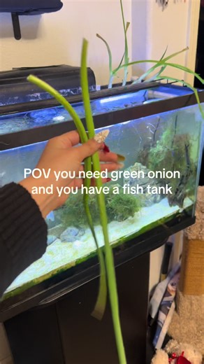 Love my planter that my boyfriend 3D printed me #fishtank #plants #greenonion #christmas #food