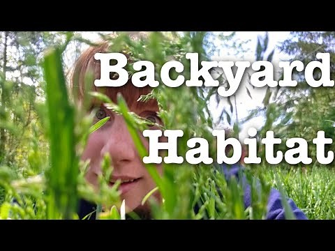 How to turn your backyard into a wildlife habitat