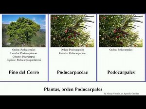 Plantas, orden Podocarpales podocarpus del plants minus elongatus Manoao Podocarpaceae Sundacarpus