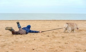 Gentle Leader vs. Easy Walk Dog Harness: Which Is Best?