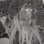 Amazon.com: wooden framed wolves wall art: black wolf picture wildlife animal artwork - gray forest wolf prints painting for bathroom wall decor 12"x12": Posters & Prints