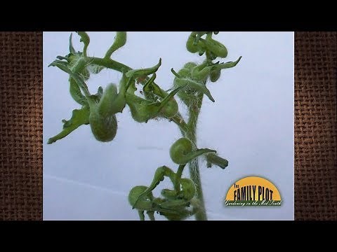 Q&A – What is wrong with my tomato plants? The leaves are misshapen and curled?