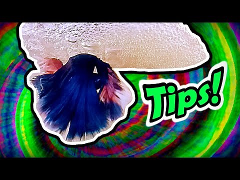 6 BETTA FISH BREEDING TIPS | STEP BY STEP | HOW TO GUIDE