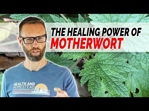 Motherwort's Impact on Mental and Physical Health