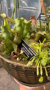 6.1K views · 176 reactions | It's World Carnivorous Plant Day! We...