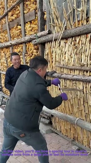 Corn Moisture Testing: How a Special Tool Samples Corn to Check Dryness