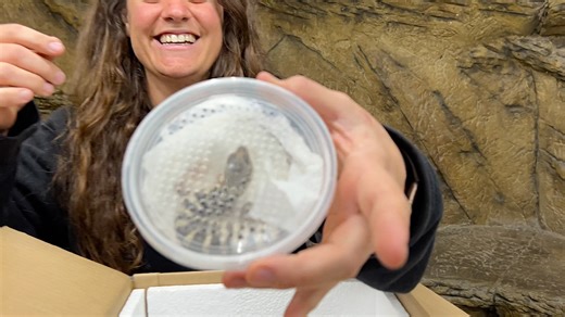 23K views · 1.6K reactions | This is my favortite lizard we have and they are straight from Australia They are called Spencers Monitors and they are very rare and beautiful 朗 Only a few places sell them in the U.S and we got our hands on two of them . . . #beautiful #small #animals #baby #spencers #monitor #lizards #new #born #cute #wow #wildlife #fbpost #animals #animallovers #life #fun #wild #AmaZing #video #moment #facebook #fb #post #eggs #friends #cool | The Reptile Zoo | Facebook