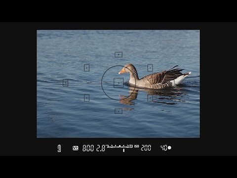 Understanding Your Viewfinder - How to Use Your Camera, Part 9