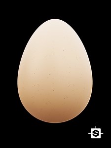Egg Shell 001