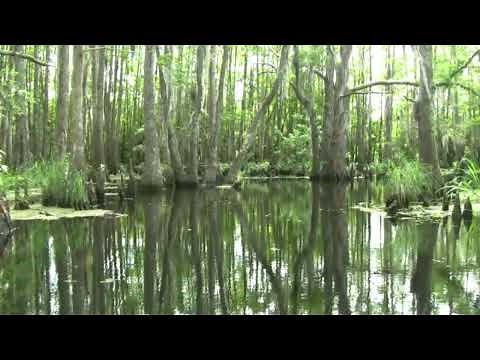 Louisiana Bayou