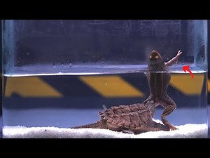 snapping turtles eat live frog | live feeding