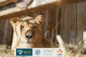 6.3K views · 95 reactions | On 10th February WVS in collaboration...